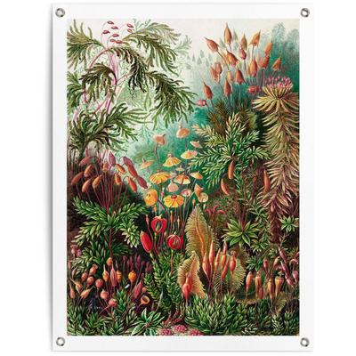 Poster REINDERS "Sea Flora", grün (farbe bild(er): grün), B:60cm H:80cm T:0,1cm, Leinwand, Bilder Image