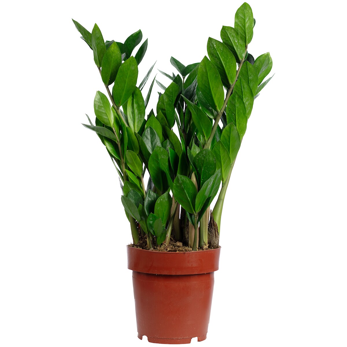 Glücksfeder (Zamioculcas) – Perfekt für Büro, Wohnung & lichtarme Ecken, ca. 50 cm hoch, Topf-Ø 17 cm Image