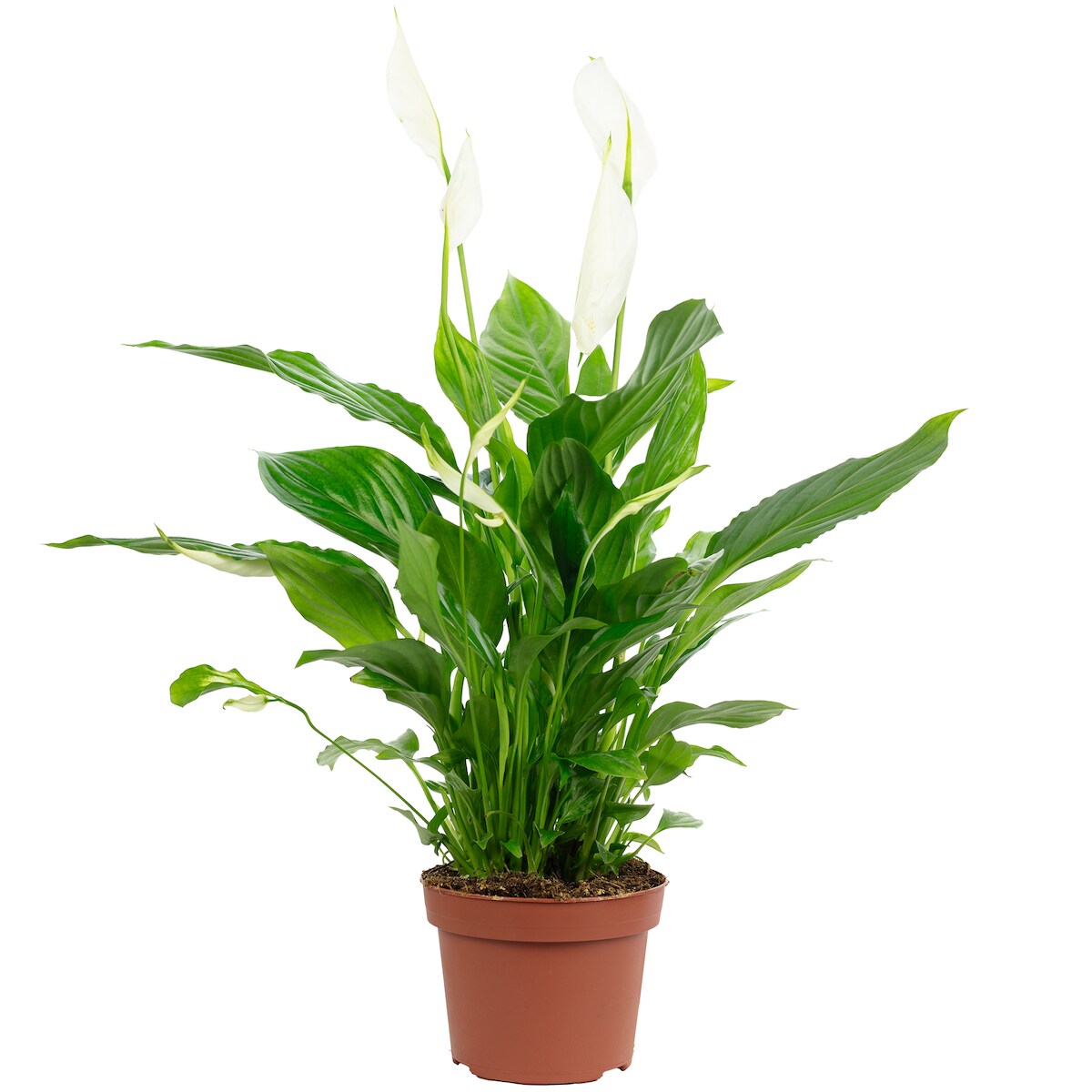 Einblatt mit 3-5 Blüten/Knospen - Luftreinigendes Spathiphyllum - ca. 45 cm hoch, Topf-Ø 13 cm Image