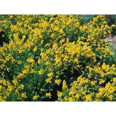 Sonstige - Genista germanica C2 20-30 Image