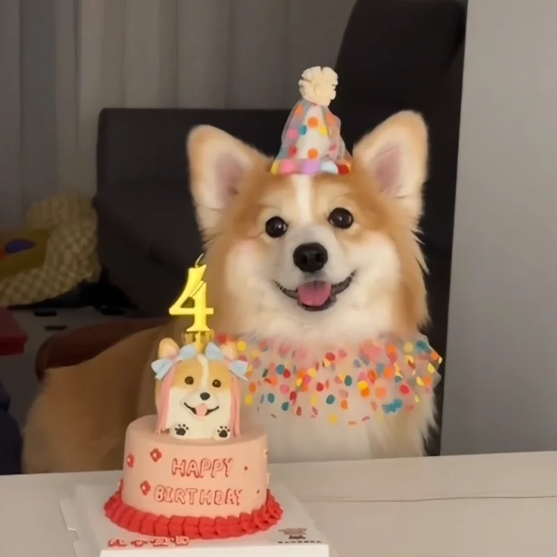 Zubehör-Set für Hunde und Katzen, Geburtstagsfeiern, lebendiger Partyhut, perfekt für Geburtstagsfotos, Kostümpartys, Halloween Image