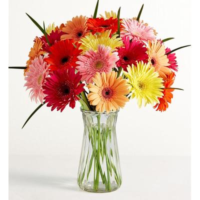 1-800-Flowers Flower Delivery Happy Gerbera Daisies 24 Stems W/ Clear Vase