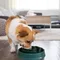 Pet Slow Food Schüssel Anti-würgen Feeder PP Kunststoff Schüssel Schüssel Hause Hund Essen Platte Anti-schuldigen Fütterung liefert