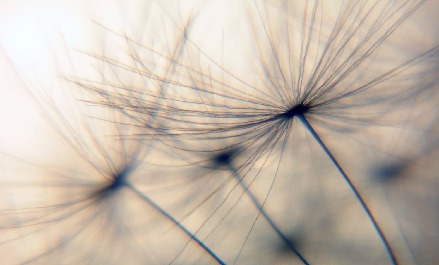 Wandsticker QUEENCE "Dandelion", beige, B:120cm H:80cm T:0,1cm, Folie, Wandtattoos, Selbstklebend, kinderleichte Anbringung, Pusteblume, Sticker, beige