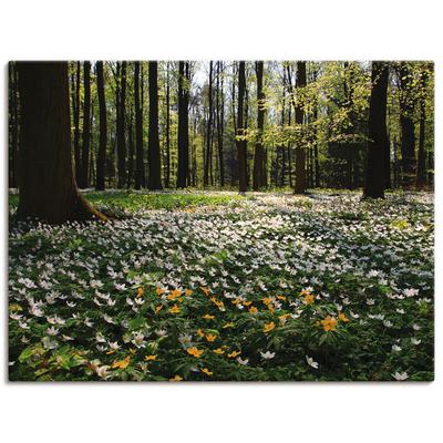 Wandbild ARTLAND "Frühlingswald bedeckt mit Windröschen", grün (farbe bild(er): grün), B:80cm H:60cm, Canvas, Leinwand, Bilder, als Leinwandbild, Poster in verschied. Größen Image