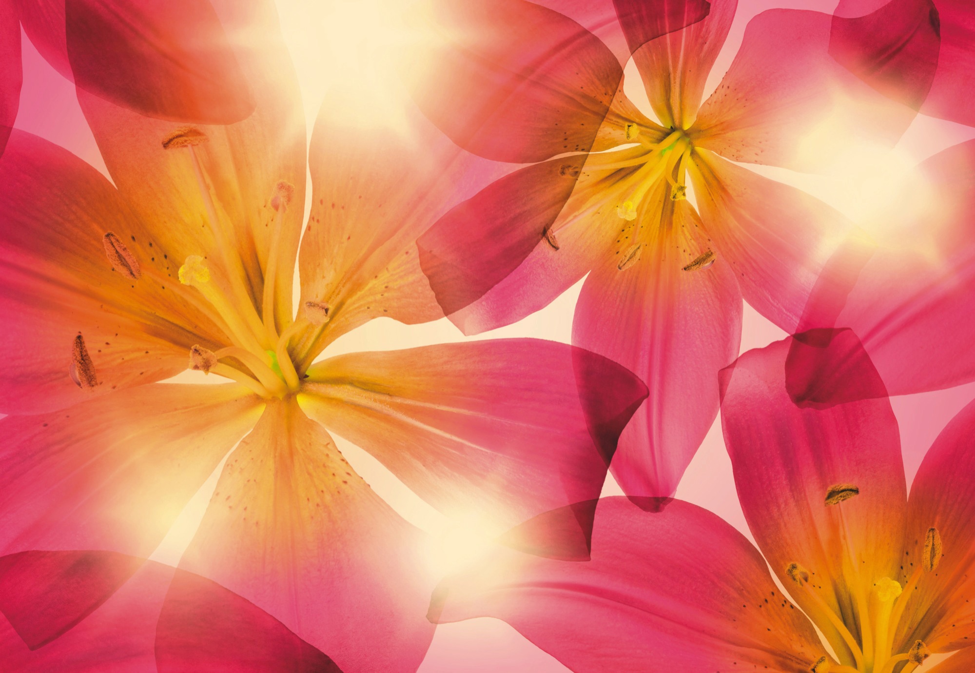 Fototapete KOMAR "Summer Sun - Größe 368 x 254 cm", pink (pink, orange), B:368m L:254m, Papier, Tapeten, Wohnzimmer, Schlafzimmer