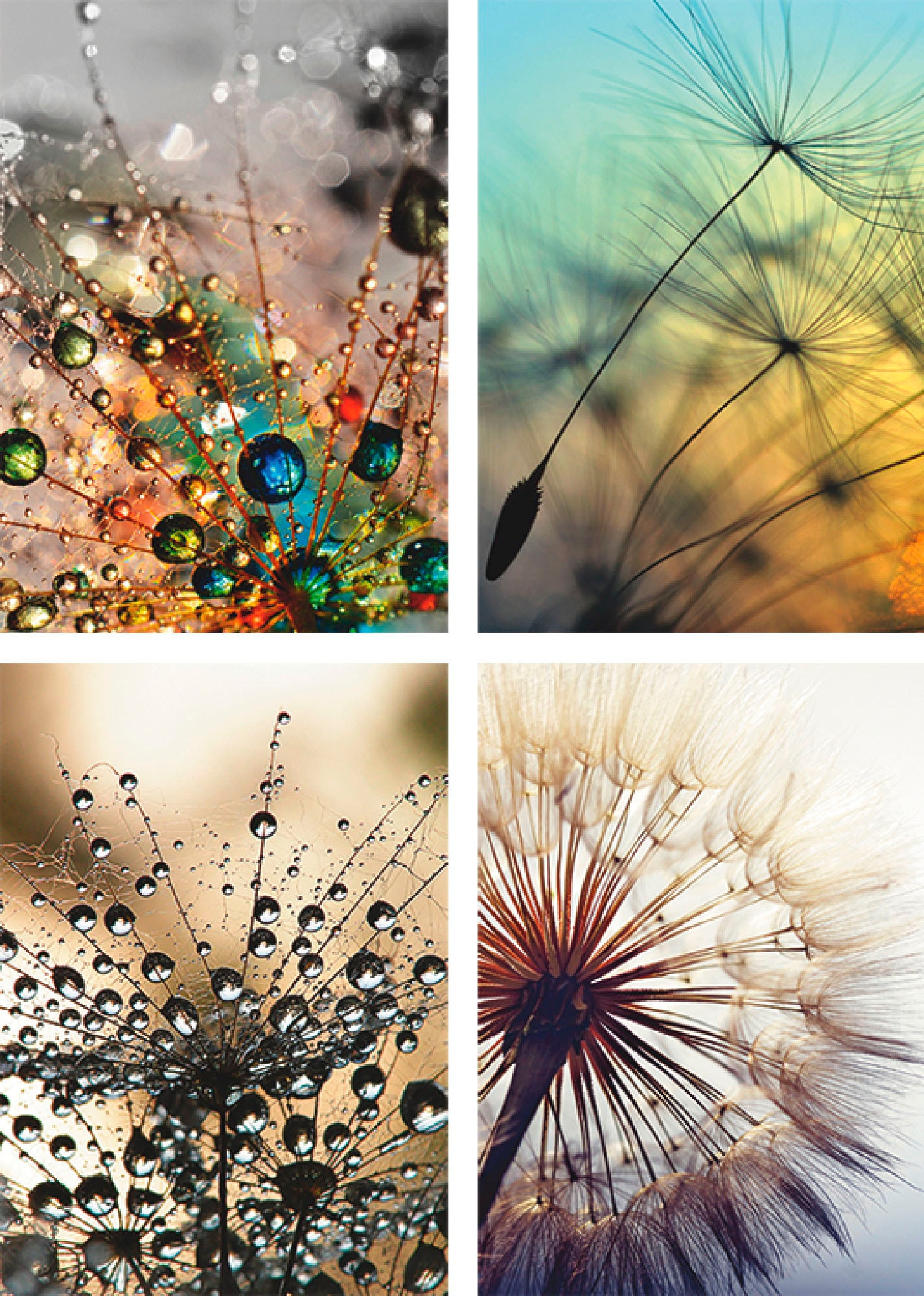 Poster ARTLAND "Pusteblume,Nahaufnahme Löwenzahn", beige (farbe bild(er): naturfarben), B:21cm H:29,7cm, Papier, Bilder, Poster, Wandbild, Bild, Wandposter Image