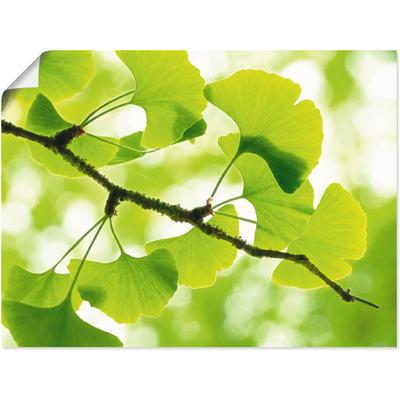 Wandbild ARTLAND "Ginkgo", grün (farbe bild(er): grün), B:40cm H:30cm T:0,1cm, Papier, Bilder, als Leinwandbild, Poster in verschied. Größen Image