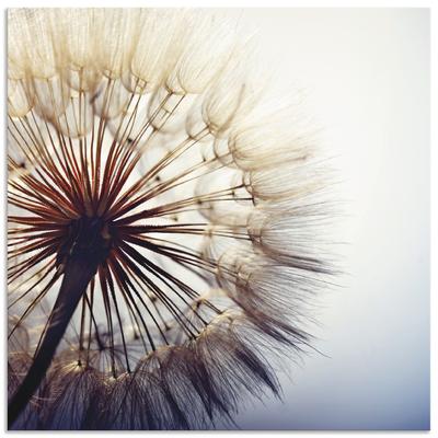 Wandbild ARTLAND "Große Pusteblume", blau (farbe bild(er): blau), B:50cm H:50cm, Bilder, als Alubild, Outdoorbild, Leinwandbild, Poster, Wandaufkleber Image