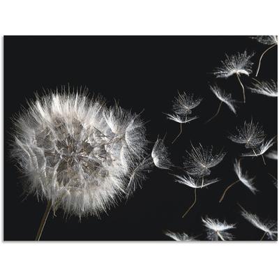 Wandbild ARTLAND "Pusteblume", schwarz (farbe bild(er): schwarz), B:60cm H:45cm, Bilder, als Alubild, Outdoorbild, Leinwandbild, Poster, Wandaufkleber Image