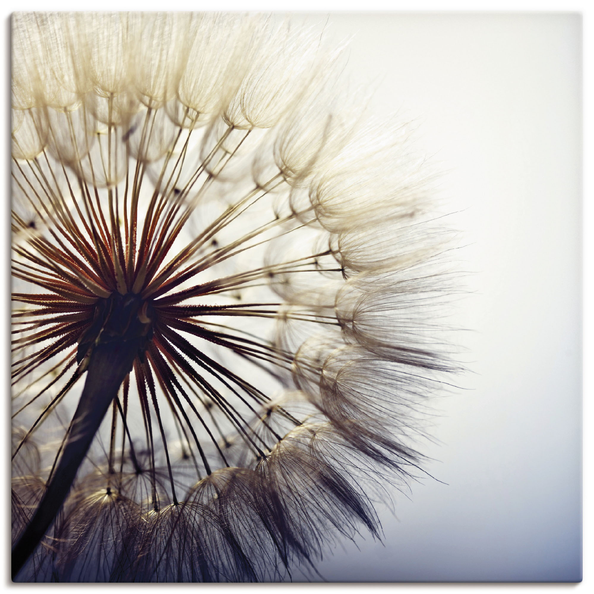 Wandbild ARTLAND "Große Pusteblume", blau (farbe bild(er): blau), B:40cm H:40cm, Bilder, als Alubild, Outdoorbild, Leinwandbild, Poster, Wandaufkleber Image