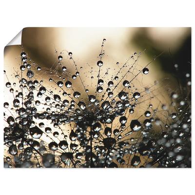 Wandbild ARTLAND "Nasser Löwenzahn", schwarz (farbe bild(er): schwarz), B:80cm H:60cm, Bilder, als Alubild, Outdoorbild, Leinwandbild, Poster, Wandaufkleber Image