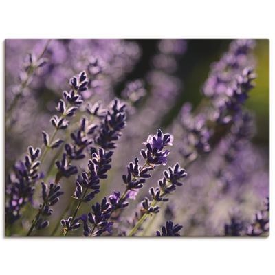 Wandbild ARTLAND "Lavendel", lila (farbe bild(er): lila), B:120cm H:90cm, Canvas, Leinwand, Bilder, als Leinwandbild in verschied. Größen Image