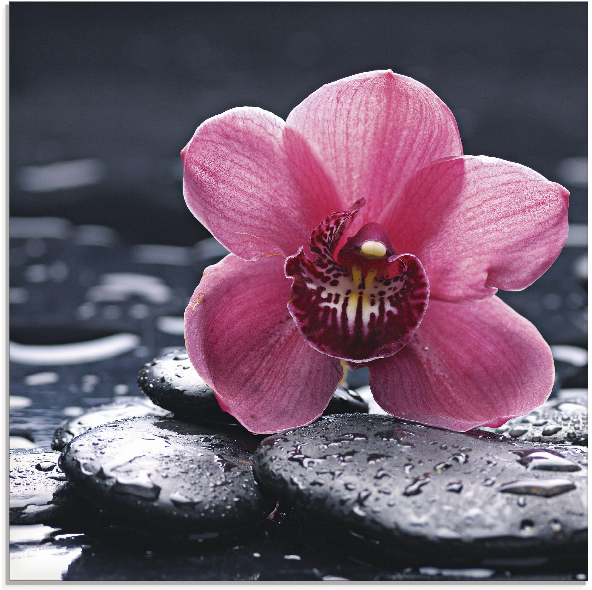 Glasbild ARTLAND "Stillleben mit Kiesel und einer Orchidee", pink (farbe bild(er): pink), B:40cm H:40cm, Bilder, in verschiedenen Größen Image
