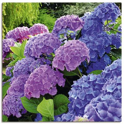 Wandbild ARTLAND "Hortensien im Garten", lila (farbe bild(er): lila), B:70cm H:70cm, Bilder, als Alubild, Outdoorbild, Leinwandbild, Poster, Wandaufkleber Image