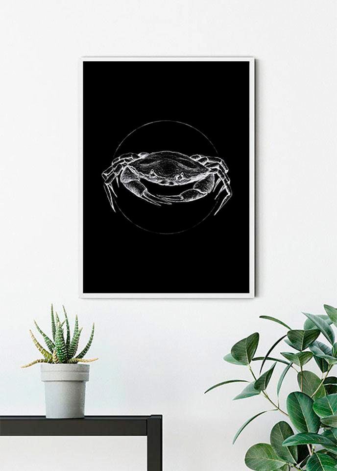 Bild KOMAR "Crab Black", bunt (farbe bild(er): bunt), B:50cm H:70cm, Holz, Papier, Bilder, Wandbild zur Dekoration - ohne Rahmen Image