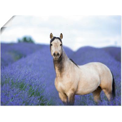 Wandbild ARTLAND "Pferd und Blumen III", lila (farbe bild(er): lila), B:40cm H:30cm T:0,1cm, Papier, Bilder, als Leinwandbild, Poster in verschied. Größen Image