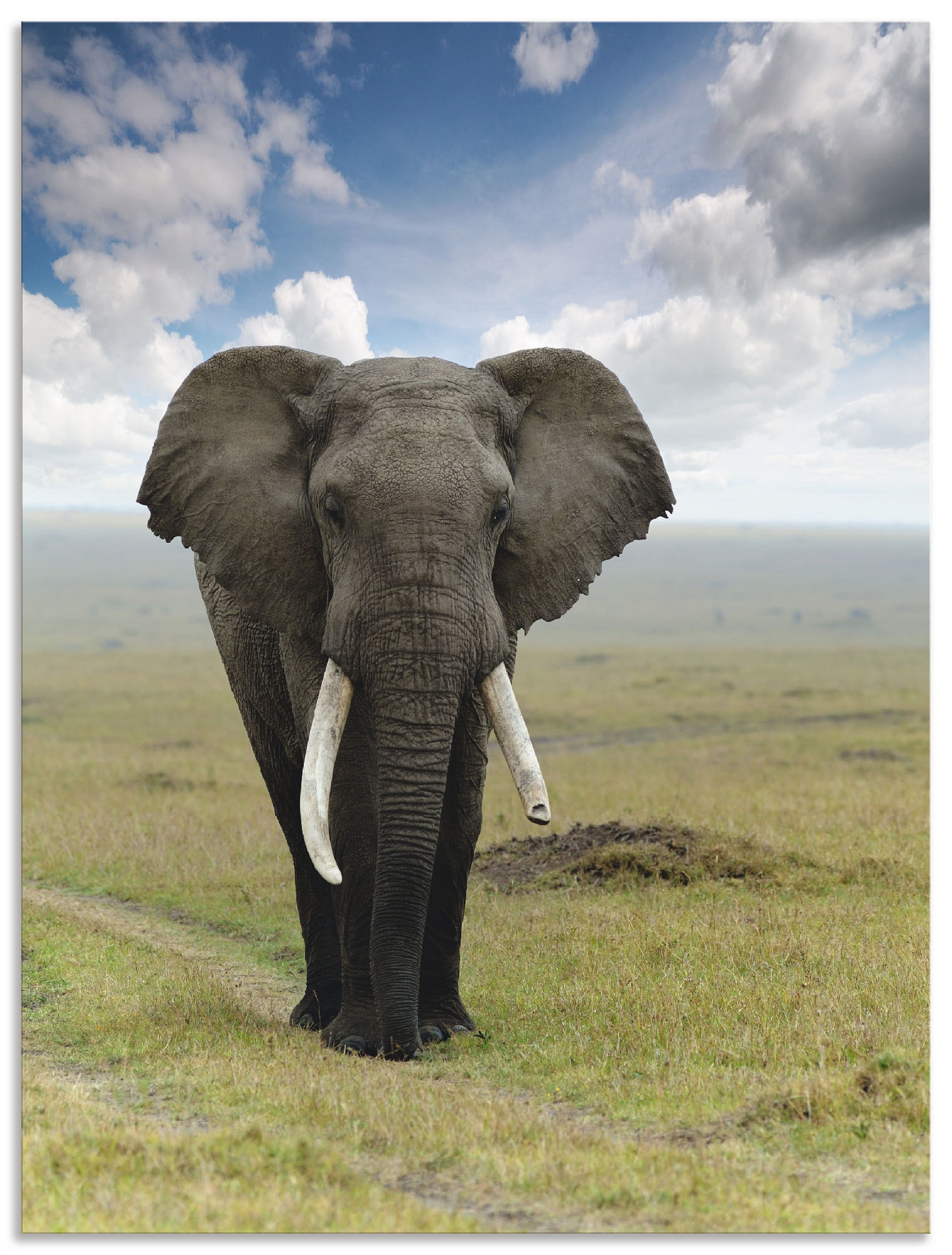 Wandbild ARTLAND "Elefant", grün (farbe bild(er): grün), B:30cm H:40cm, Bilder, als Alubild, Outdoorbild, Leinwandbild, Poster in verschied. Größen Image