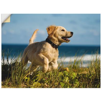 Wandfolie ARTLAND "Hundebaby springt am Strand", beige (farbe bild(er): naturfarben), B:40cm H:30cm T:0,1cm, Dekorfolie, Bilder, selbstklebend Image