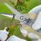 Garden Pruner Pruning Shears Professional Fruit Trees Scissors Plants Gardening Tools Hand Tool Products Tree Trimming Pruners