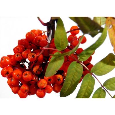 Premium Papageienfutter - Bio Eberesche - für alle Papageien 150g Image