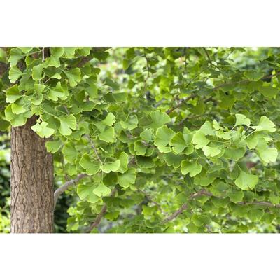 Ginkgo biloba 3L 60- 80 Image