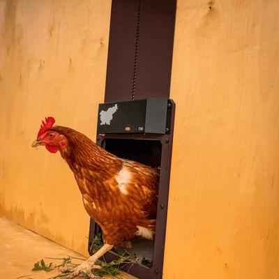 Secure Your Coop Automatic Chicken Door With IP44 Waterproof Design, Easy Installation For All Weather Conditions Secure Your Coop Automatic Chicken Door With IP44 Waterproof Design, Easy Installation For All Weather Conditions