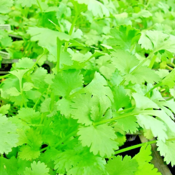 700 Cilantro Seeds, Heirloom Non GMO Spice & Pest Repellent, Autumn Herb Garden 700 Cilantro Seeds, Heirloom Non GMO Spice & Pest Repellent, Autumn Herb Garden