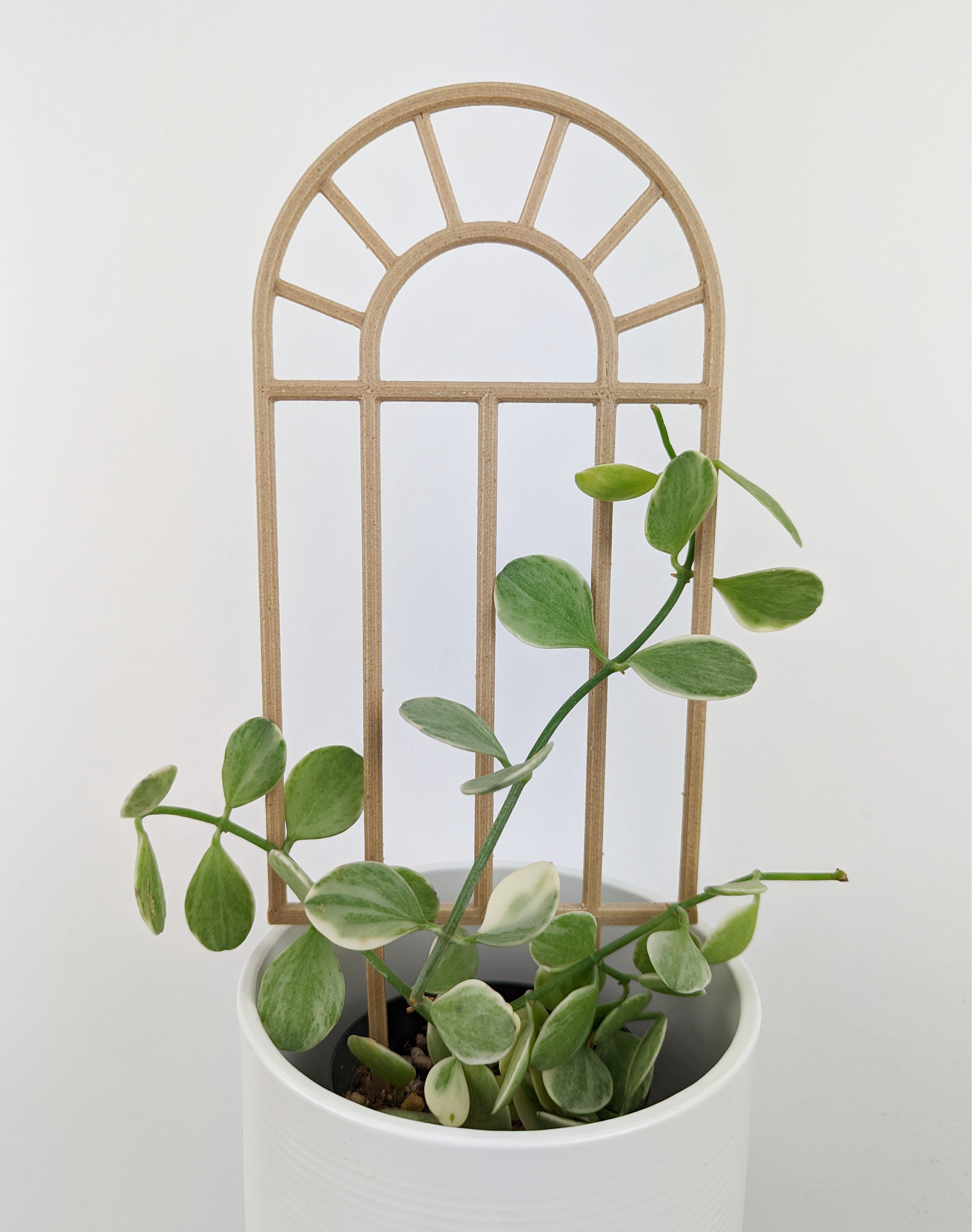 Traliccio per finestra ad arco / Traliccio per Hoya / Traliccio per piante da interno / Traliccio per piante da interno / Paletto per piante
