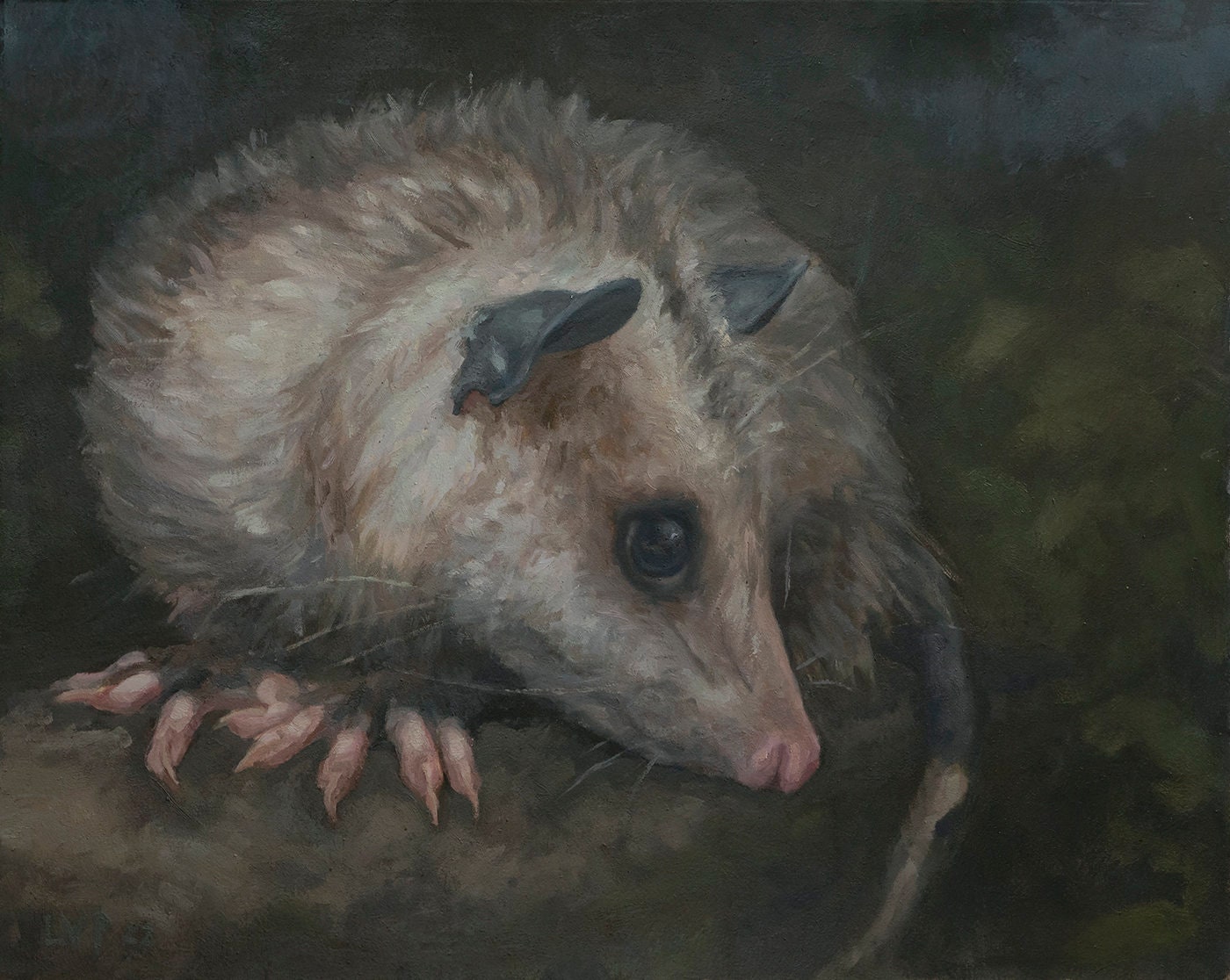 Opossum, stampa dal dipinto a olio originale di LVP, XL - 13 x 16,3 pollici / L - 11 x 13,8 pollici / M - 8,5 x 10,5 pollici / S - 5 x 6,2 pollici