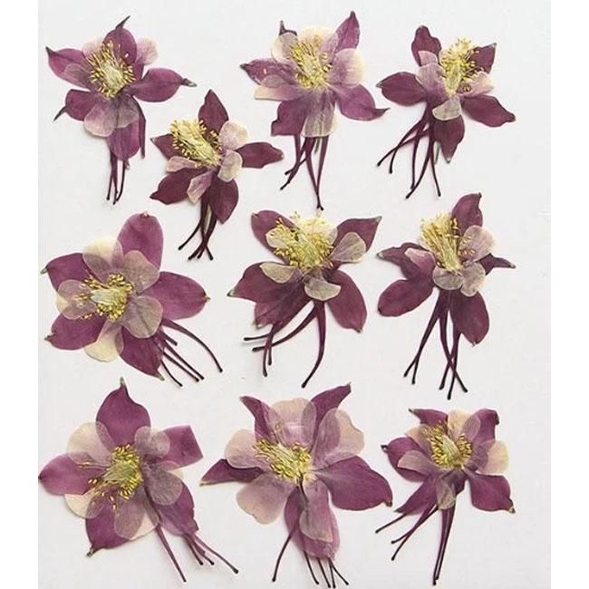 Fiori pressati sfusi, 6 pezzi/confezione, confezioni di fiori secchi piatti, fiori pressati, fiori secchi viola, fiori secchi, fiori secchi, fiori sec
