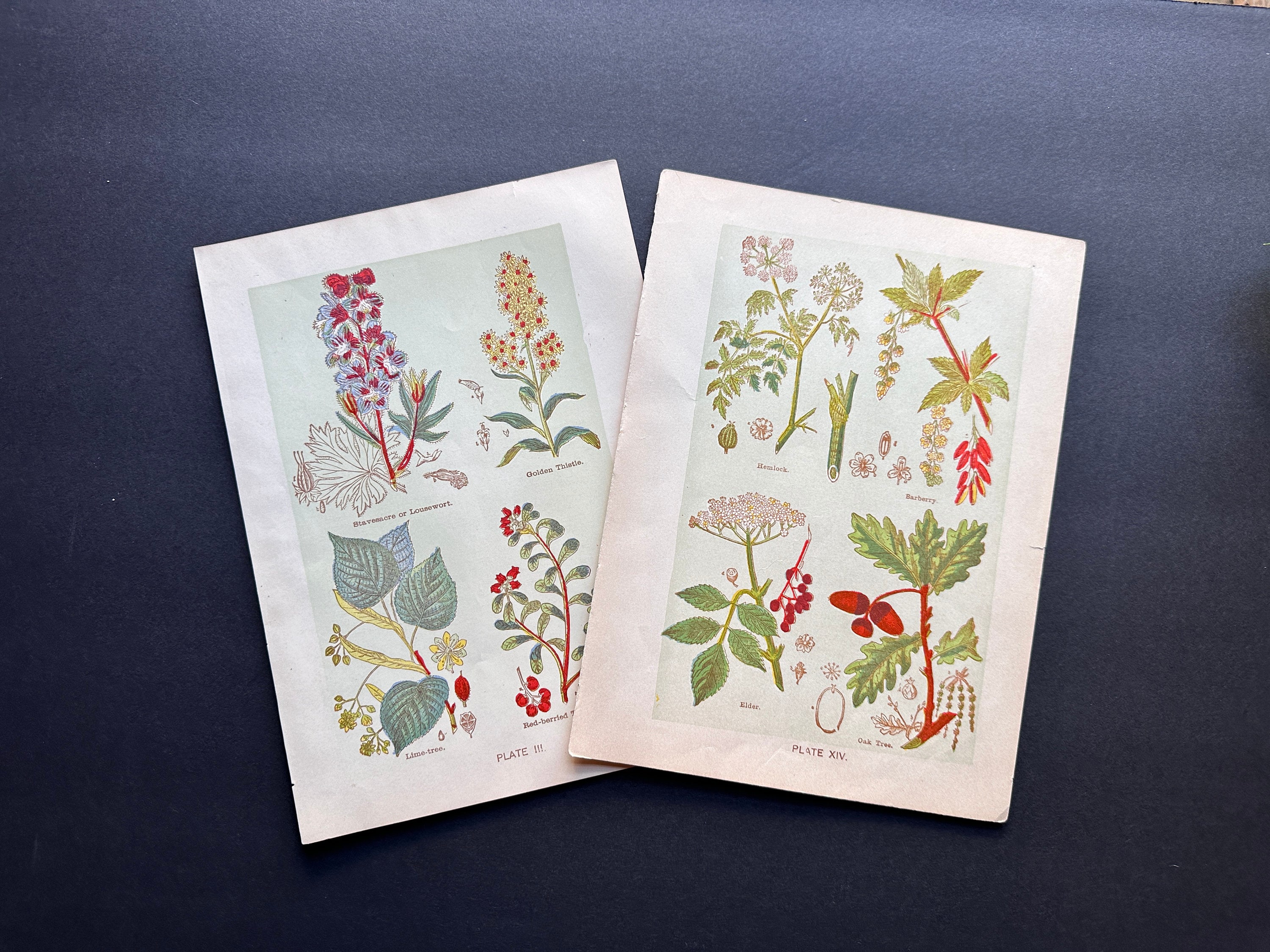 c. 1906 Stampe di piante medicinali * set di 2 stampe antiche originali * botanico * fiori * erbe medicinali *