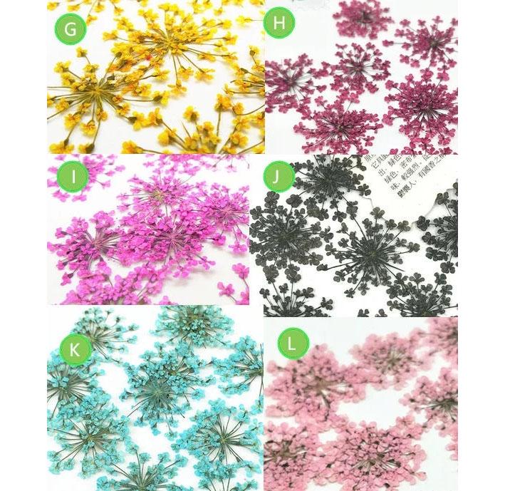 Set di 10 pezzi, fiori secchi, fiori secchi, fiori piatti pressati, esemplari di piante in rilievo, petali di fiori secchi, fiori di pizzo secchi (1,5