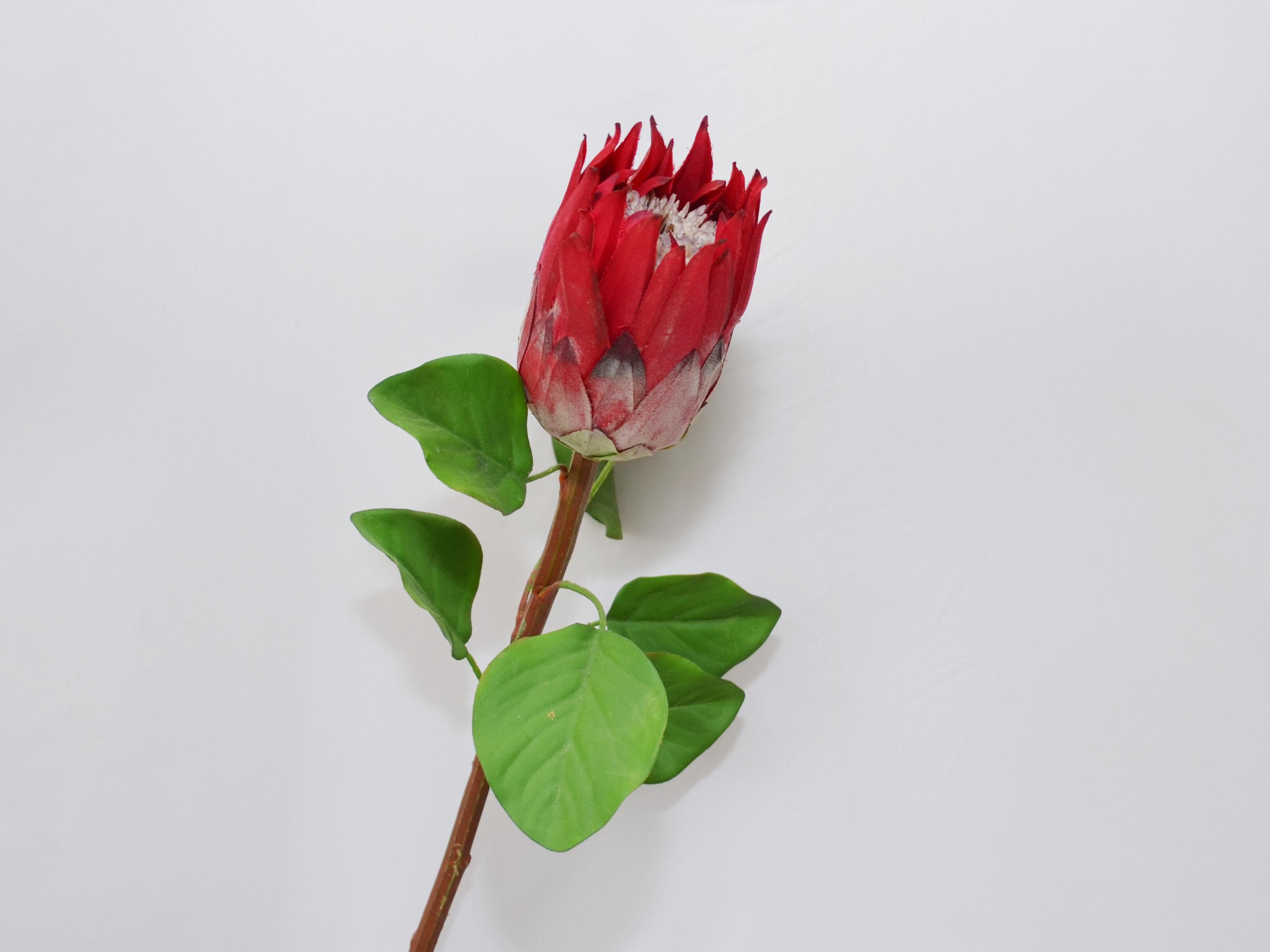Stelo di fiore di protea rossa artificiale con foglie, fiore tropicale realistico finto per la decorazione della casa, centrotavola per composizioni n