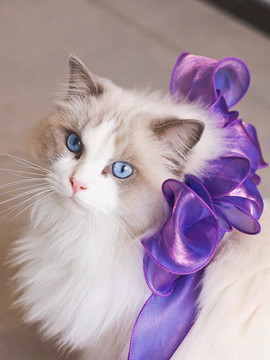Collare per gatti Australia / collare per gatti / collare per animali domestici / collare per gatti con fiocco e nodo / collare con fiocco per gatti /