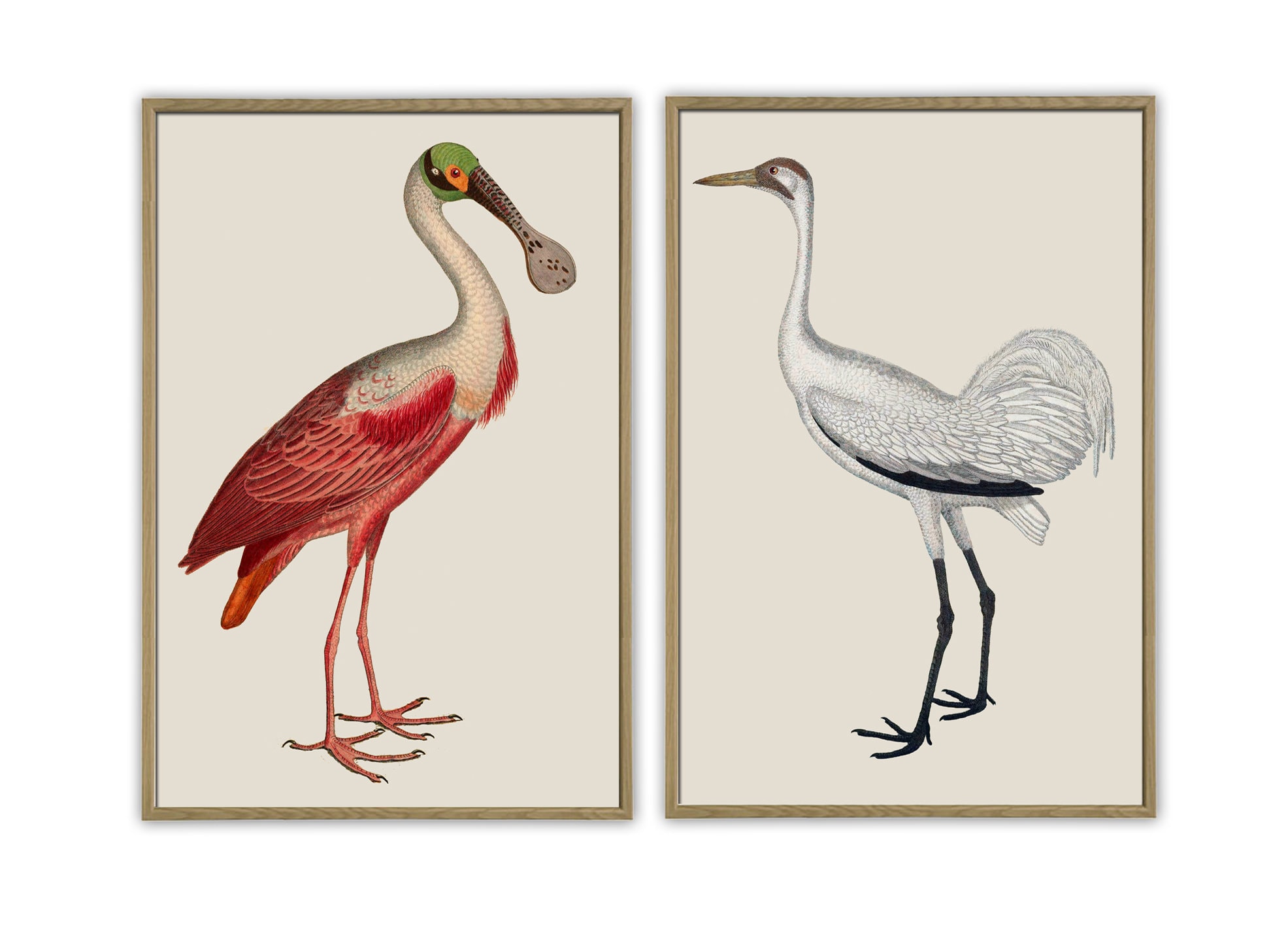 Stampa di uccelli, spatola e gru, decorazione murale con uccelli, poster di ornitologia, stampa di uccelli antichi, decorazione con uccelli, arte per