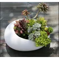 Vaso succulente in ceramica ovale Forniture da giardino Vaso da fiori per balcone Vaso da fiori Vasi da giardino Fioriere Paesaggistica Vasi da fiori per piante in vaso