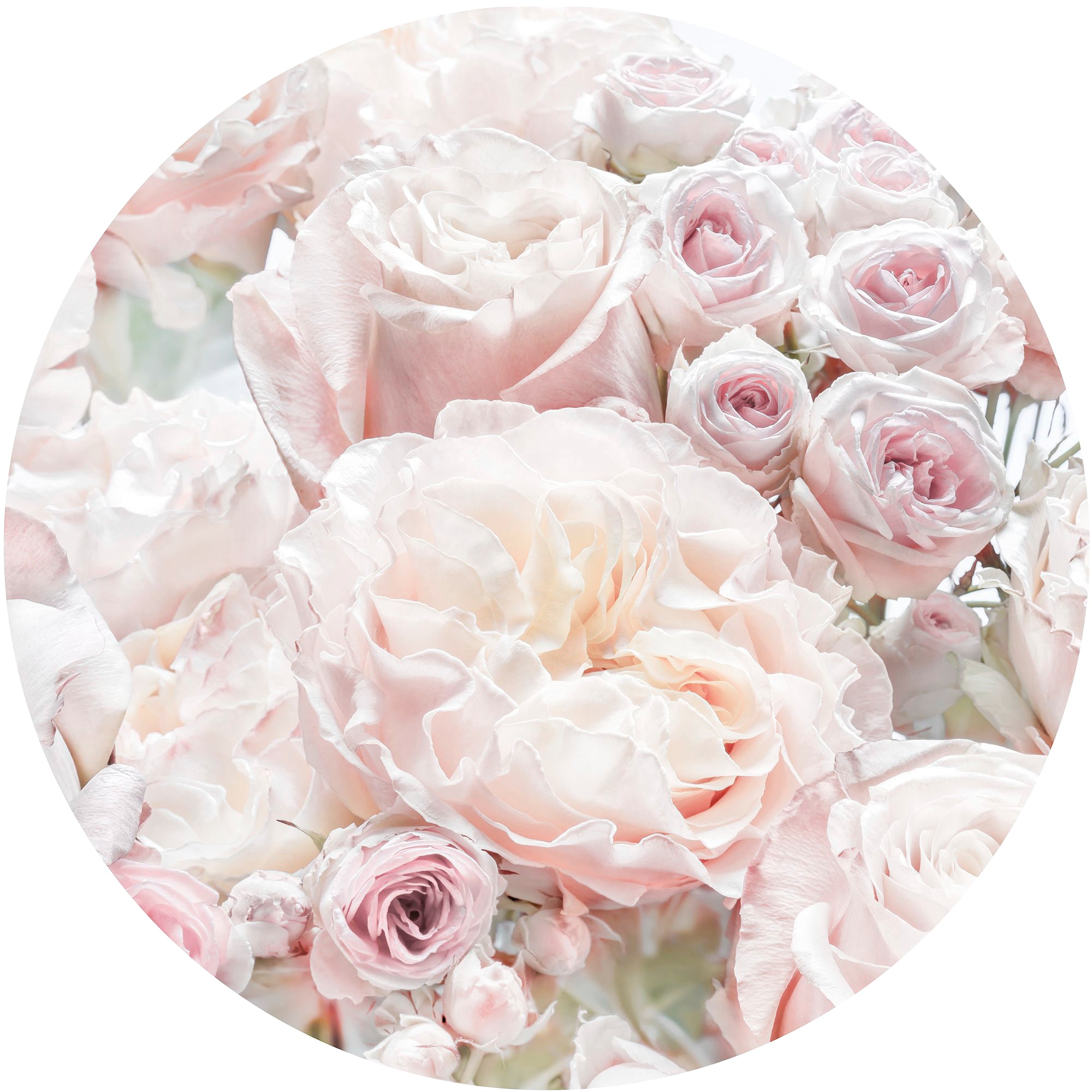Fototapete KOMAR "Vlies selbstklebend - Pink and Cream Roses - Größe 125 x 125 cm", rosa (rosa, weiß), B:125m L:125m, Vlies, Tapeten, Wohnzimmer, Schlafzimmer
