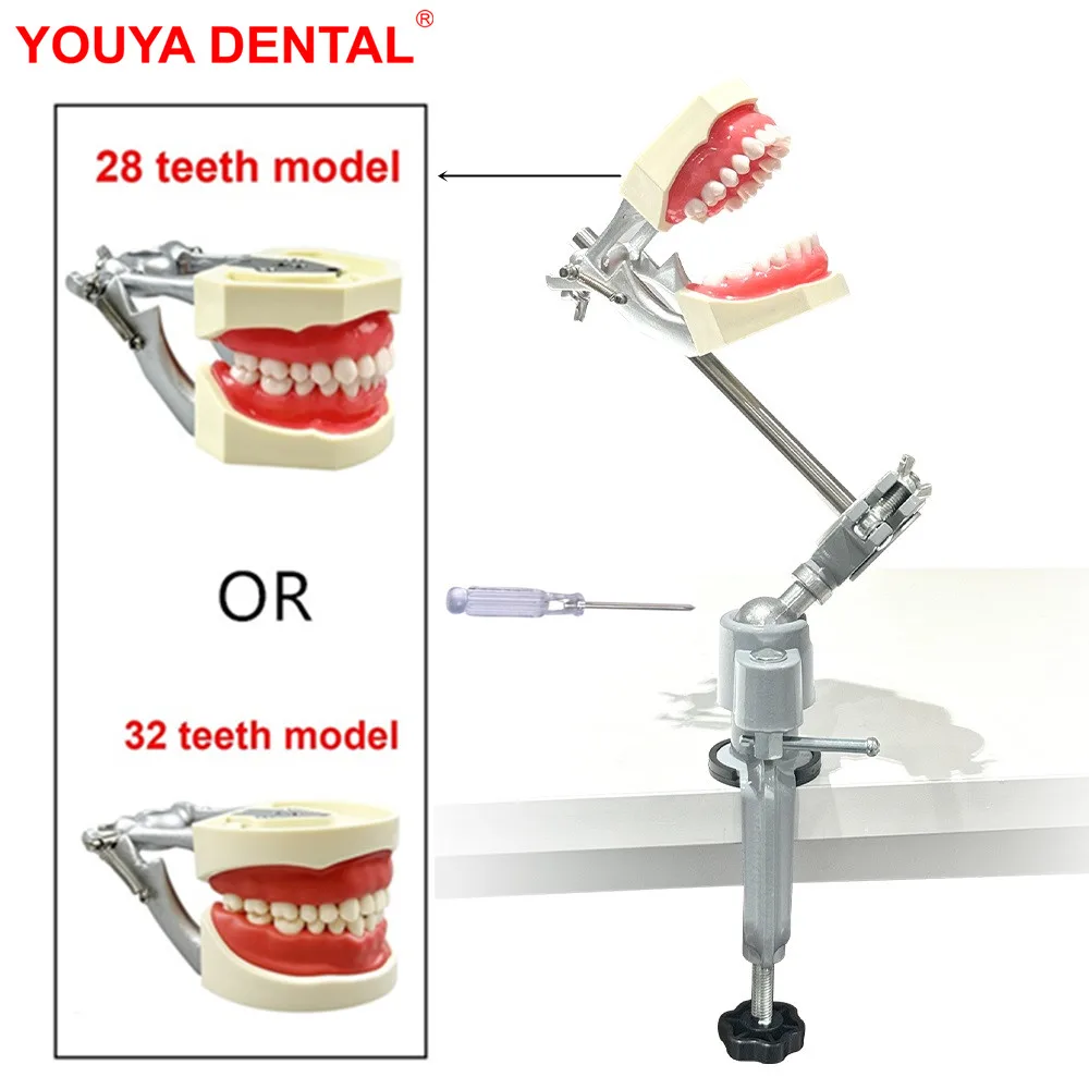 Zahnärztliches Übungsmodell mit Tischbefestigung, Typodont-Montagestange, Dento Formid 28/32 Stück, abnehmbare Schraubzahn-Trainingsmodelle Image