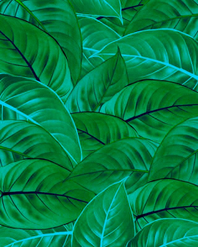 Vliestapete KOMAR "Digitaldruck Vlies - Jungle Leaves - Größe 200 x 250 cm", grün, B:200 L:250, Vlies, Tapeten, Wohnzimmer, Schlafzimmer Image