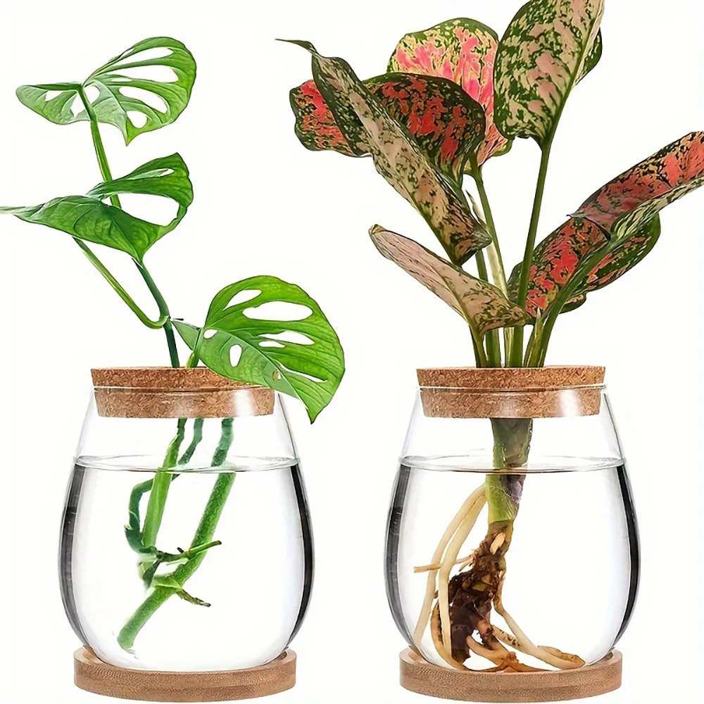 2PCS Modern Glass Vases, With Wooden Bases and Lids, Suitable for Hydroponic Plants and Ideal for Home, Office Image
