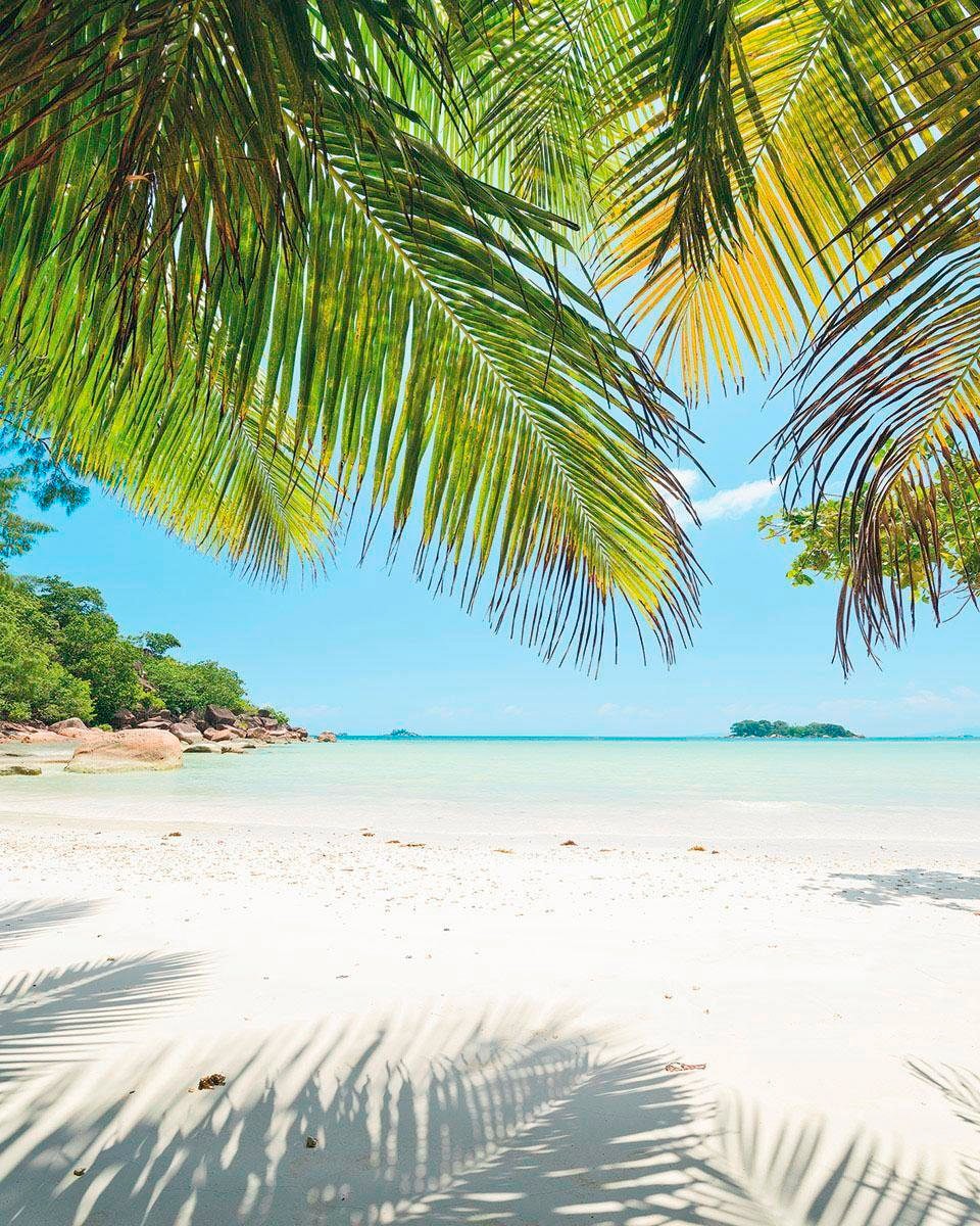 Vliestapete KOMAR "Digitaldruck Vlies - Under The Palmtree - Größe 200 x 250 cm", grün, B:200m L:250m, Vlies, Tapeten, Wohnzimmer, Schlafzimmer