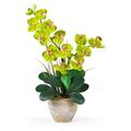 Nearly Natural Double Phalaenopsis Silk Orchid Flower Arrangement Green