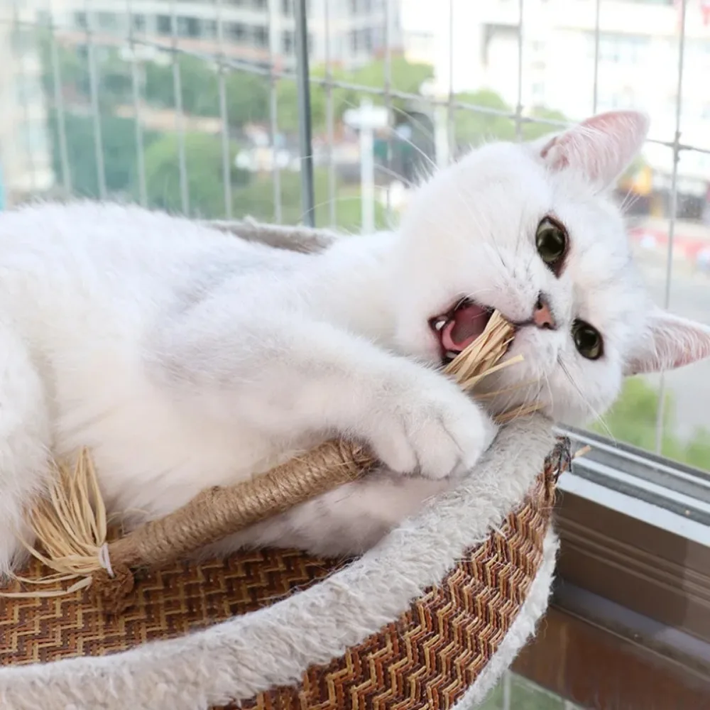 1 Stück Katzenspielzeug Silvervine Kaustab Polygonum Kitty Bast Gras Heimtierbedarf Reinigungszähne Stick Haustier Biss Katzenspielzeug Hanfseil Image