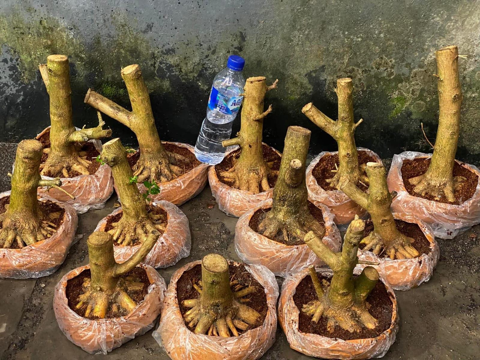 Programma avviato Premna microphylla bonsai - programma bonsai premna microphylla radici - fioriera per interni ed esterni albero bonsai nuovo bonsai