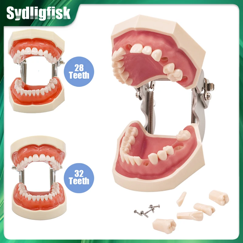 28/32 Dental Zähne Modell Dental Lehrmodell Weiches Zahnfleisch Harz Typodont Standard Abnehmbare Praxis Training Demonstration Modell Image