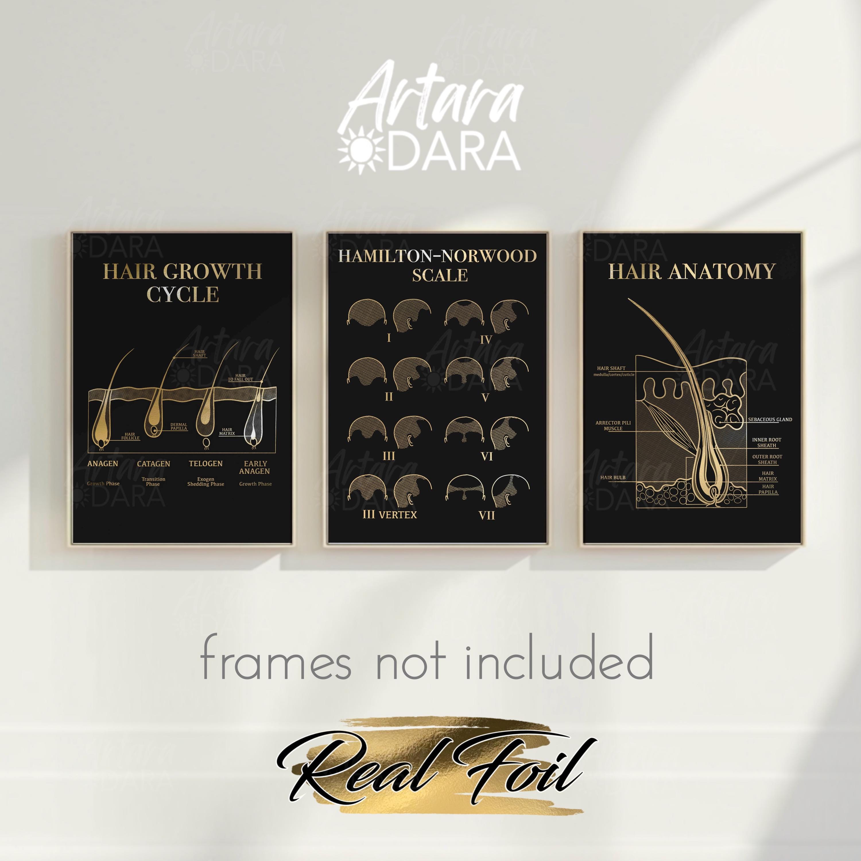 Set di poster sull'anatomia dei capelli in lamina d'oro: decorazioni murali per saloni e cliniche