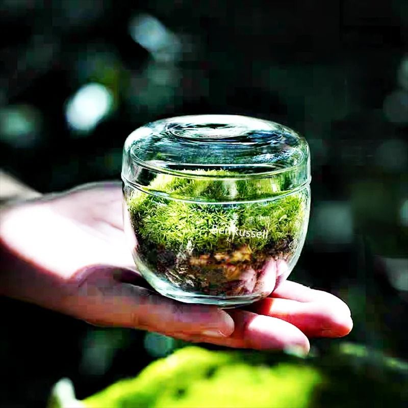 Micro Landscape Moss Glass Terrarium Bottles s