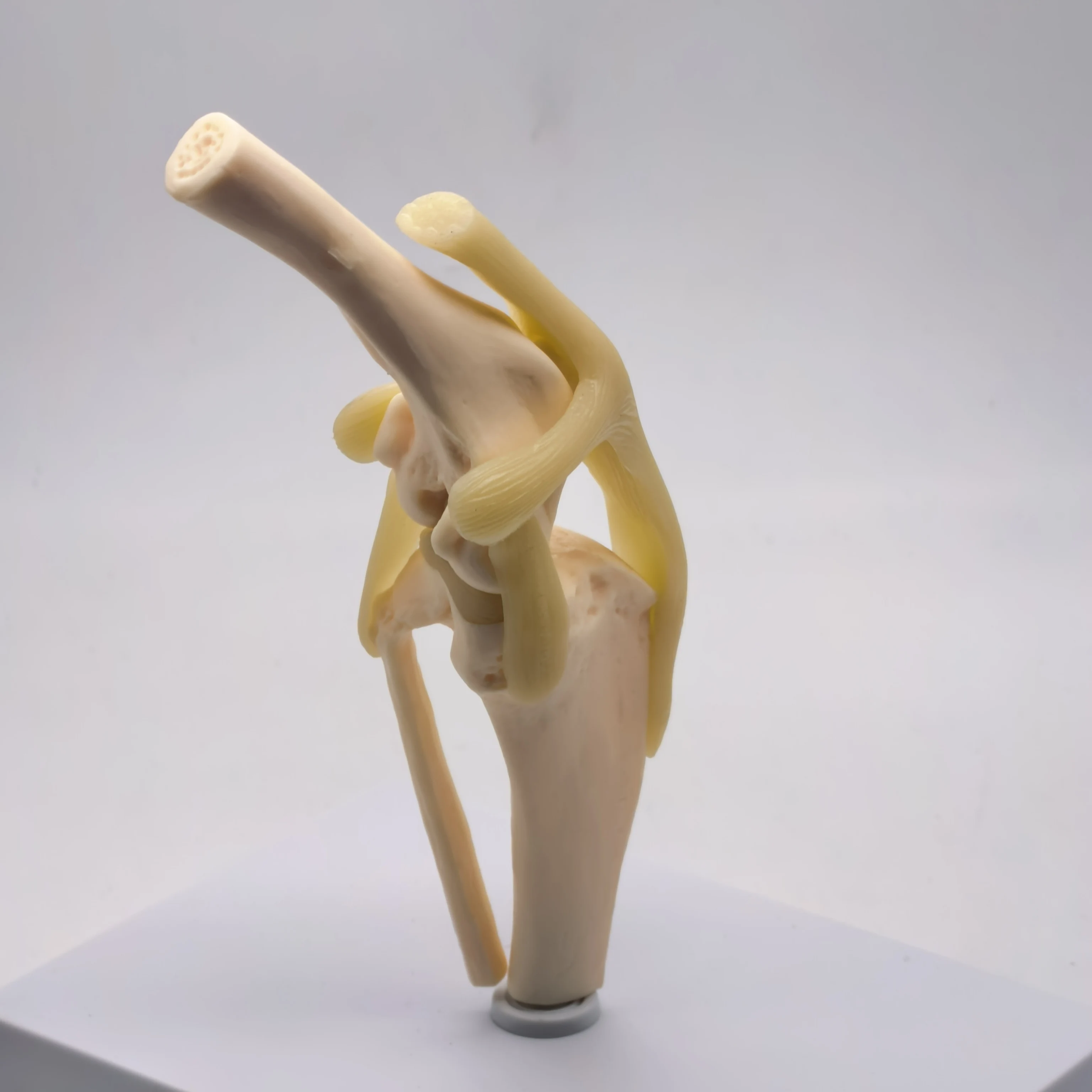 Hundeknie Hunde Gelenkmodell Medizinische Veterinärunterricht Forschung Skelett Tierunterricht Trainingshilfe Bildung Image