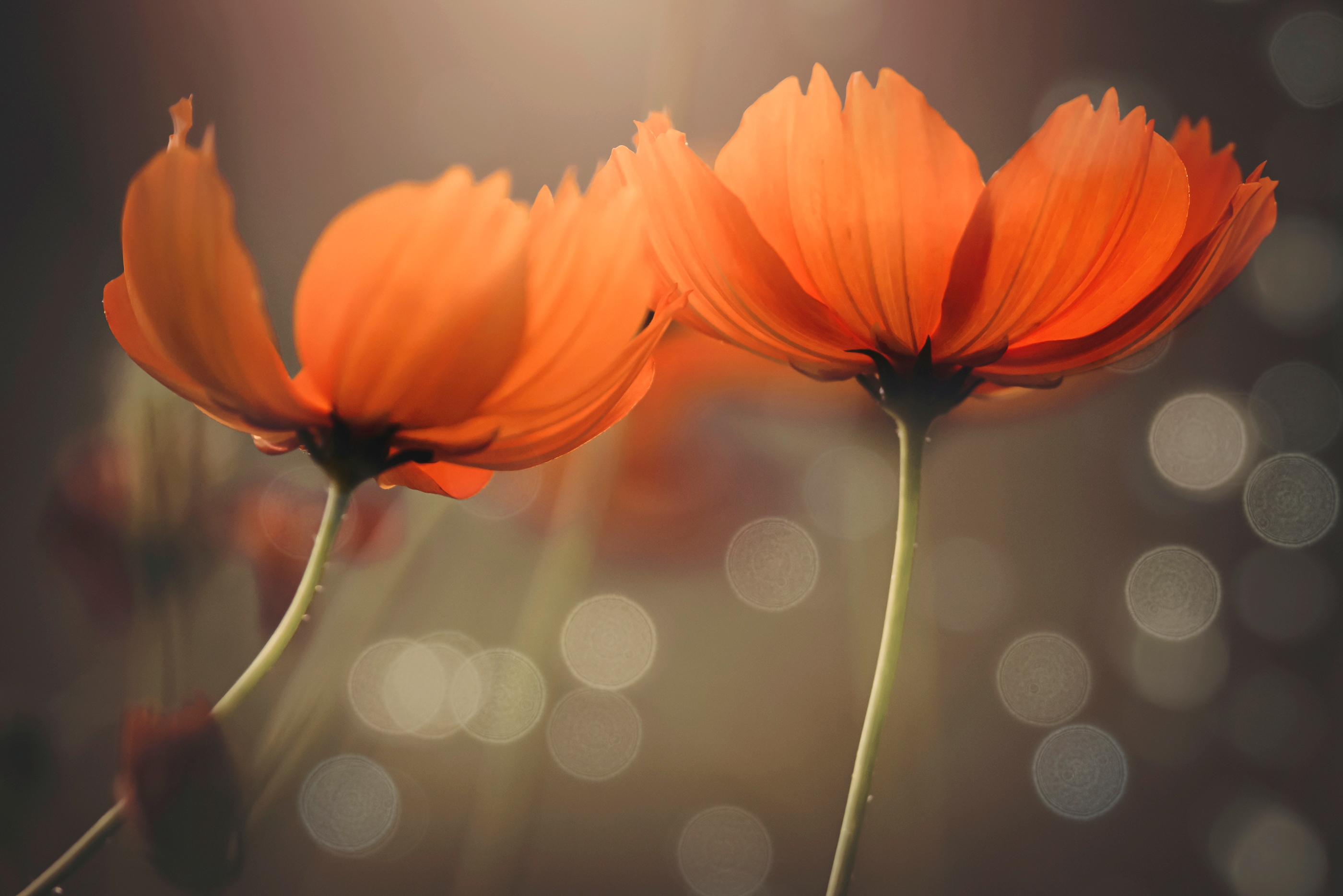 Fototapete PAPERMOON "Photo-Art VU THIEN VU, FREUNDE", bunt, B:3m L:2,23m, Vlies, Tapeten Image